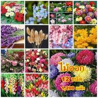 ราคา ขายถูก 12 สายพันธุ์ 1,200 เมล็ด ไม้ดอก เยอบีร่า ลาเวนเดอร์ คาร์เนชั่น เบญจมาศ ทองอุไร ทิวลิป ชวนชม หางกระต่าย บัวหลวงฯลฯ (3885832851)