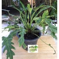 ราคา ซานาดู ฟิโลเดนดรอน ไม้ฟอกอากาศ กระถาง 5 นิ้ว (3797637096)