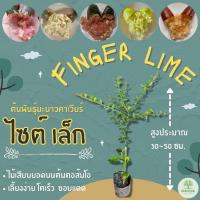 ราคา ต้นพันธุ์มะนาวคาเวียร์ 30~50 ซม.มะนาวนิ้วมือ มะนาวไข่ปลา Finger Lime **แถมฟรี!! แถมผลให้ลองชิมทุกออเดอร์จนกว่าของจะหมด** (10885911724)