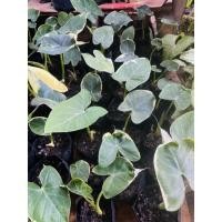 ราคา ถุงเงินถุงทองด่างเบบี้หน้ารักหน้ารัก (14004178505)