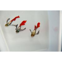 ราคา ปลาหางนกยูง ผู้+เมีย หูช้างเร้ดเทล เพอเพิลโมเสค เรดดราก้อน (27059111770)