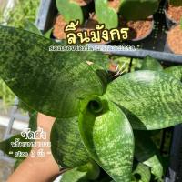 ราคา ต้นลิ้นมังกร ( SANSEVIERIA TRIFASCIATA ) ลิ้นมังกร ต้นไม้ฟอกอากาศ ต้นไม้มงคล ต้นไม้ฟอกอากาศ จิ๋ว (24817644218)
