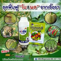 ราคา ชุดฟื้นฟูใบ-ผลจากเชื้อรา ป้องกันโรคใบจุด โรคผลเน่า โรคใบไหม้+ใบหนาเขียวเข้ม ธาตุอาหารรวมบำรุงพืช คูลเกษตร (21506436708)