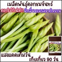 ราคา 5 เมล็ด ดอกไม้กินได้ ดอกชมจันทร์(ดอกพระจันทร์) (4471844293)