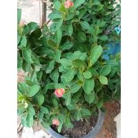 ราคา โป๊ยเซียนแคระ ต้นไม้มงคล (23289987251)