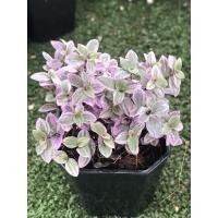 ราคา ริบบิ้นชาลี ด่างชมพู ต้นริบบิ้นชาลีด่างชมพู (5186294845)