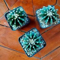 ราคา กระบองเพชร แคคตัส (Cactus) Gymnocalycium​​LB2178​แท้ Cactus (4006088838)