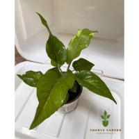 ราคา อัพเดท โชคเก้าชั้นด่างขาว #โชคเก้าชั้นติดด่าง ฟอร์มสวย (13227670204)