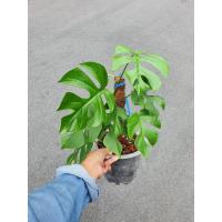 ราคา มอนสเตอร่า จินนี่ Monstera Jinny ฟอร์มสวยเตรียมเลื้อย Mini Monstera ไม้เลื้อย ต้นไม้ฟอกอากาศ (11541278929)
