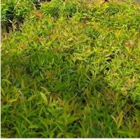 ราคา ต้นยูคาลิปตัส ต้นกระดาษ สูง 15-20 เซนติเมตรขึ้น #กล้าไม้เศรษฐกิจ (11114162028)