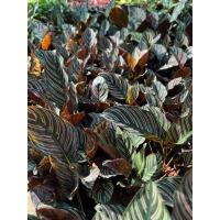 ราคา ต้นคล้าขุนแผน เรียกทรัพย์ เมตตามหานิยม (23258738404)