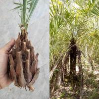 ราคา เป้ง 1หัว (รอบหัว20-25cm)ตระกูลเดียวกับอินทผาลัม ปาล์ม ปรง)ขายหัวไม่มีใบ ต้นเป้ง หมากเป้ง เป้งนา เป้งเขา เป้งทะเล ปรง (19876553320)