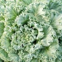 ราคา เมล็ดพันธุ์ปูเล่ ปูเล่ อเมริกา 20เมล็ด สีเขียว ตัดใบกิน สวยงาม กรอบอร่อย (6279357186)