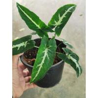 ราคา ต้นออมเพชรต้นกลางค่อนข้างใหญ่ (10866031375)