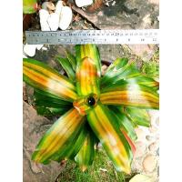 ราคา สับปะรดสี/บรอมีเลียด/Bromeliad/ไม้ไฮบริด/ภาพถ่ายจากต้นจริง/ส่งแบบถอดราก (17092795000)