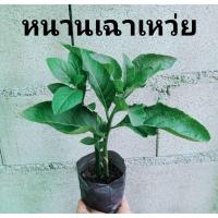ราคา หนานเฉาเหว่ย ป่าช้าเหงา ป่าช้าหมอง สมุนไพรช่วยลดน้ำตาลในเลือด 2- 3 ต้นในถุงดำพร้อมปลูก (24328408866)