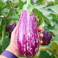 ราคา มะเขือยักษ์ม่วงลาย อิตาลีส่งด่วน10แถม1!!ถูกที่สุด10บ.เมล็ดพันธุ์มะเขือยักษ์ม่วงลาย อิตาลี 20 เมล็ดปลูกง่ายลูกโต (25258046543)