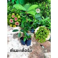ราคา ต้นมะเดื่อฉิ่ง มะเดื่อฉิ่ง (11957150557)