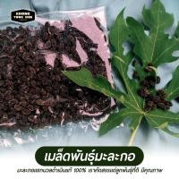 ราคา เมล็ดพันธุ์​มะละกอ | มะละกอแขกนวลดำเนินแท้ 100% | 500 เมล็ด (9732119215)