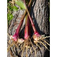 ราคา พร้อมส่งสาคูจีนต้นพันธุ์สาคูจีน ต้นสาคูชุดละ 10ต้น (8455429550)