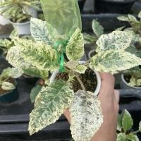 ราคา เมล็ดมะพร้าวทะเลทรายด่าง (17571431003)