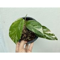 ราคา อิพิด่างขาว ใบใหญ่ ด่างสวย (10042228224)