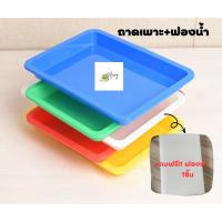 ราคา เซ็ทถาดเพาะเมล็ด+ฟองน้ำ ถาดเพาะต้นกล้า เพาะกล้า ถาดเพาะไฮโดร (21488537733)