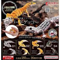 ราคา (เพิ่ม3แบบพร้อมส่ง) กาชาปองตุ๊กแกเสือดาวรุ่นใหม่ Gashapon Bandai Premium Ikimono Encyclopedia Leopard Gecko New Ver (22282354124)