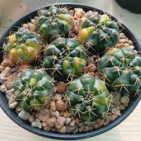 ราคา ยิมโนแม่ลูกดกด่าง(Gymnocalycium variegated damsii)ทั้งหมด 7 ต้น #ยิมโนแดมชิไอ #แคคตัส #cactus #แม่ลูกดกด่าง (18775839037)