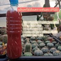 ราคา หัวเชื้อจุลินทรีย์สังเคราะห์แสง PSB ปุ๋ยชีวภาพ ส่งเสริมการเจริญเติบโตต้นพืช ปริมาตร 600 ml (23728512636)