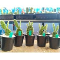 ราคา แคคตัส ต้นหูกระต่าย Opuntia microdasys (7989678983)