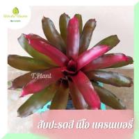 ราคา สับปะรดสี นีโอ แครนแบอรี่ Neo. Cranberry (11425042482)