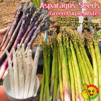 ราคา เมล็ดหน่อไม้ฝรั่ง หน่อไม้ฝรั่งม่วง หน่อไม้ฝรั่งขาว Sweet Asparagus Seeds เมล็ดพันธุ์ หน่อไม้ฝรั่ง เมรี่วอชิงตัน หน่อไม้ฝ (29409633841)