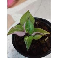 ราคา โชคเก้าชั้นดำด่าง โชคเก้าชั้นด่าง กระถาง 4" เลือกต้นได้คะ (25952474414)