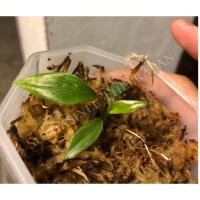 ราคา เสน่ห์จันทร์ดำด่าง Homolomena Rubescens variegated (11833742751)