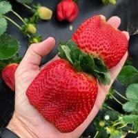 ราคา สตรอเบอรี่ยักษ์เกาหลีถูกที่สุด 10บ.เมล็ดพันธุ์สตรอเบอรี่ยักษ์เกาหลี 20 เมล็เนำเข้า พันธุ์แท้ 100% ️ (29955316334)