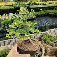 ราคา ต้นบอนไซ บอนไซ มะสังดัด ไม้ดัด ขนาด 3 นิ้ว - 4 นิ้ว ส่งพร้อมกระถาง 4 นิ้ว ไม้มงคล ไม้ประดับ (12705307968)