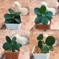 ราคา ต้นช้อนเงินช้อนทอง by CAIRTÜS (194276529)