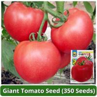 ราคา เมล็ดพันธุ์ มะเขือเทศ มะเขือเทศยักษ์ บรรจุ 350 เมล็ด Giant Tomato Seeds เมล็ดมะเขือเทศ เมล็ดพันธุ์ผัก ผักสวนครัว บอนไซ (26860481117)