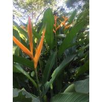 ราคา ต้นเบิร์ดออฟพาราไดซ์ ดอกเหลือง (10612760360)