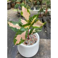 ราคา ต้นใบสามกษัตริย์ และต้นใบนาคชมพูกระถาง6 (1กระถางมี3 ต้น) (14896324956)