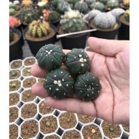 ราคา แอสโตร ปลาดาว (Astrophytum Star Shape) แคคตัส กระบองเพชร (13721202472)