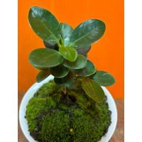 ราคา บอนไซ ช้อนเงินช้อนทอง (ไม้มงคล) (24665280786)