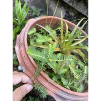 ราคา ลูกใต้ใบ ลูกใต้ใบอาหารนกแก้ว (8742969903)