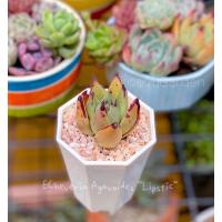 ราคา กุหลาบหิน Echaveria Agavoides “Lipstick” #กุหลาบหิน #ไม้อวบน้ำ #Lipstick (15665972461)