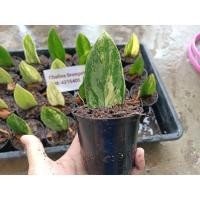 ราคา ต้นกวักมรกตด่าง มีรากแล้ว (28203039883)