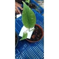 ราคา มอนสเตอร่าด่าง ไทยคอน ด่างสวย (11812146416)