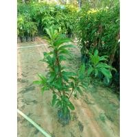 ราคา ต้นละมุดกระสวยมาเลย์ ทาบกิ่ง (20323884455)