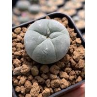 ราคา Lophophora fricii yatagai x ooibo ไม้เมล็ด (13096394406)