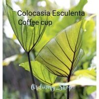 ราคา Colocasia coffee cup| คอฟฟี่ คัพ|Colocasia Big Dipper| บิ๊กดิปเปอร์ |Black beauty แบล็คบิวตี้ (17837037078)